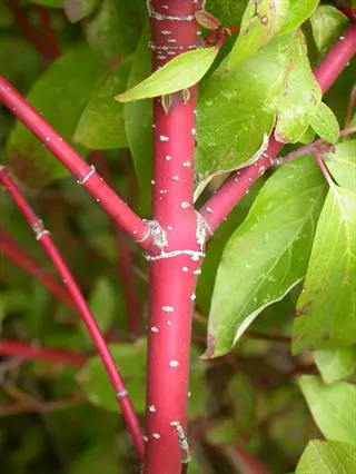 red osier dogwood stems with green leaves and white lenticel spots in close-up