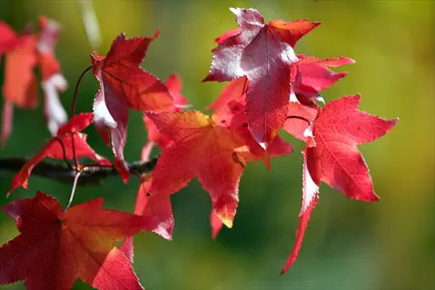 red sycamore sweetgum leaves on a branch with green blurred background