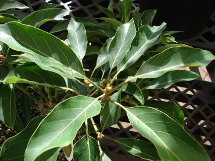 reed avocado tree with glossy green leaves and small buds in sunlight