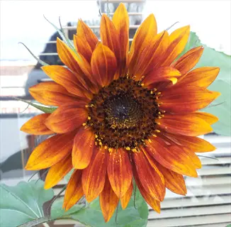 ring fire sunflower with orange-red petals and dark center in bright indoor light