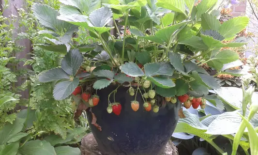 ripe berries hanging from a strawberry container plant in a dark pot