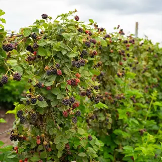 ripe blackberries growing on a thornless berry plant in a garden row