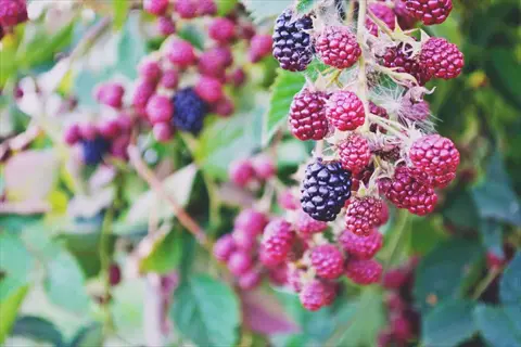 ripe blackberry harvest with clusters of black and red berries on leafy brambles