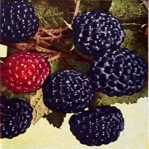 ripe boysenberries trellis with dark berries and one red berry among leaves
