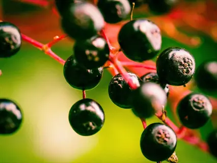 ripe elderberries branch with dark berries on red stems against a soft green background