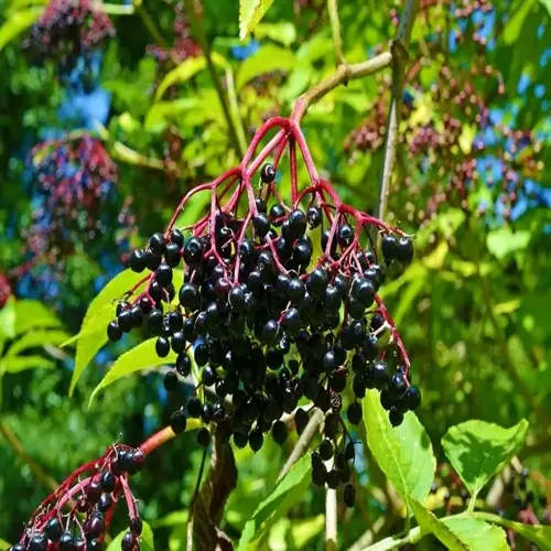 ripe elderberry cluster hanging from red stems among green leaves