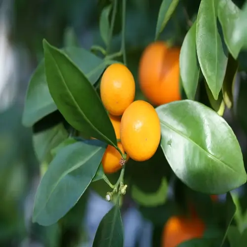 ripe fruit on a calamondin orange tree among glossy green leaves