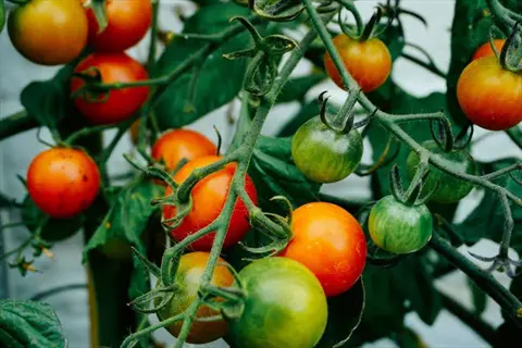 ripe garden tomatoes and green tomatoes growing on the vine