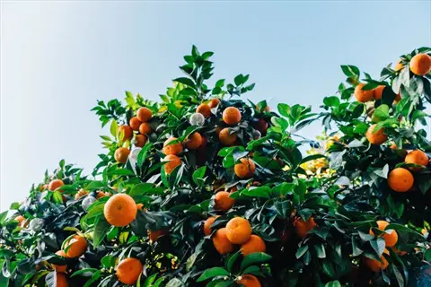 ripe orange fruit growing on a lush calamondin tree under a clear sky