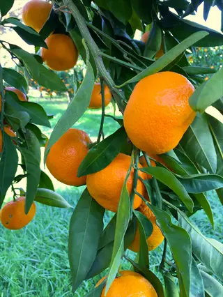 ripe orange fruit hanging among green leaves on a satsuma mandarin tree