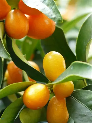 ripe orange kumquat tree fruit growing among glossy green leaves