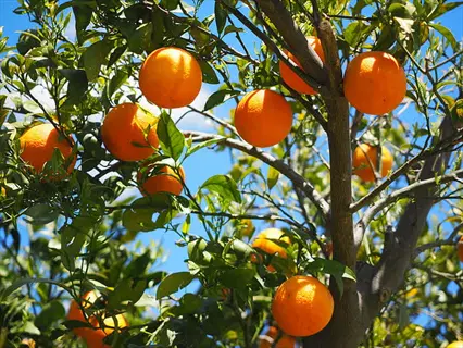 ripe oranges growing as citrus tree fruit among green leaves