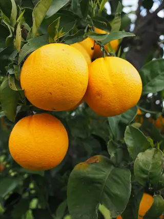 ripe oranges growing on a leafy navel orange tree