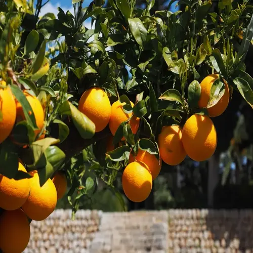 ripe oranges on branches in a sunny citrus tree orchard