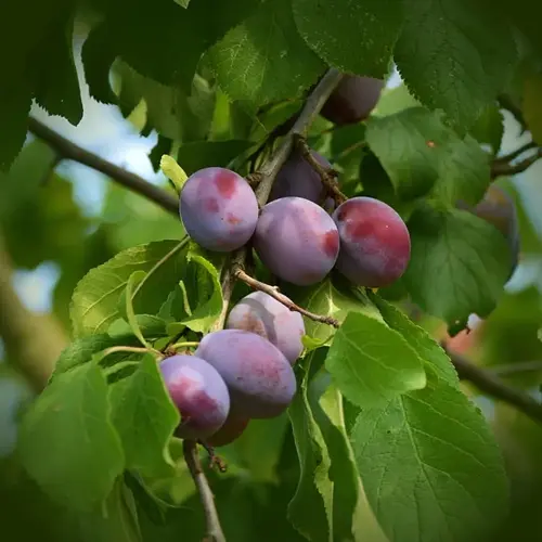 ripe plum tree branch with purple plums hanging among green leaves