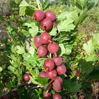 ripe red berries on a captivator gooseberry plant with green leaves