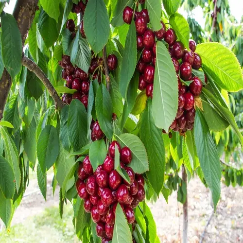 ripe red cherries hanging from leafy branches in a cherry tree orchard
