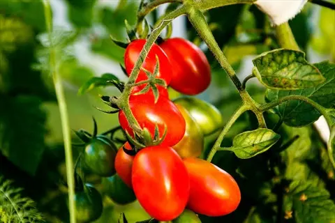 ripe red tomatoes on a tomato plant garden vine