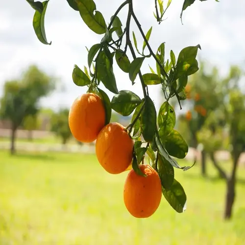 ripe tangerine tree with orange fruit hanging from leafy branches in a sunny orchard