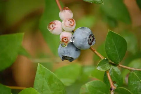 ripening blueberry bush fruit with green leaves and a few pink berries