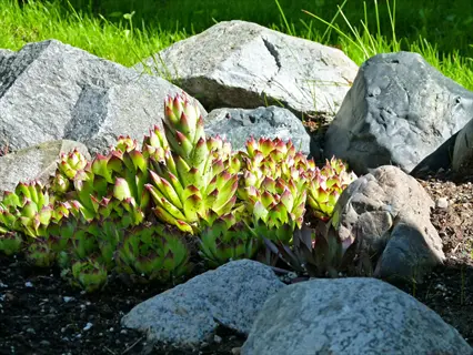 rock garden hens chicks succulents growing among gray stones in bright sunlight