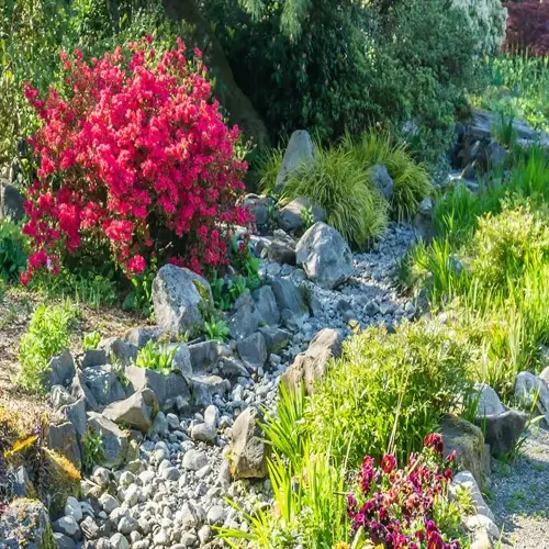 rocky garden with a flowering ground cover slope, pink blooms, grasses, and stones
