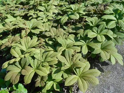 rodgersia aesculifolia leaves growing densely in a sunny garden bed