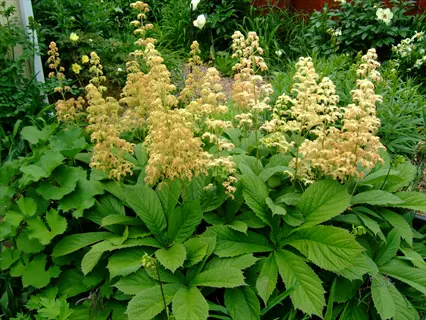 rodgersia pinnata flowers with creamy plumes above large green leaves in a lush garden