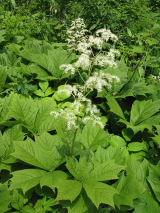 rodgersia podophylla foliage with white flower plumes in a lush green garden