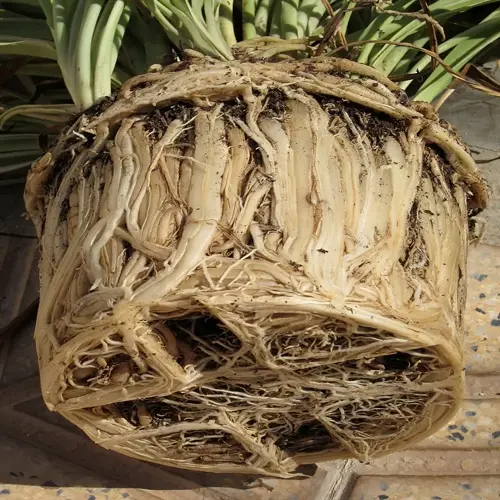 root bound plant roots exposed in a dense tangled mass beneath a potted plant