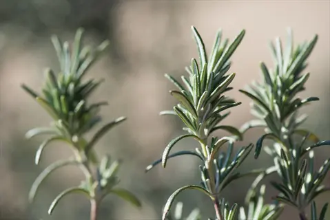 rosemary plant closeup with green needle-like leaves in soft natural light