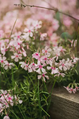 rosy jane gaura with pale pink flowers blooming in soft garden light