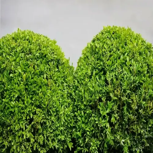 rounded evergreen privacy hedge shrubs with dense green foliage against a gray background