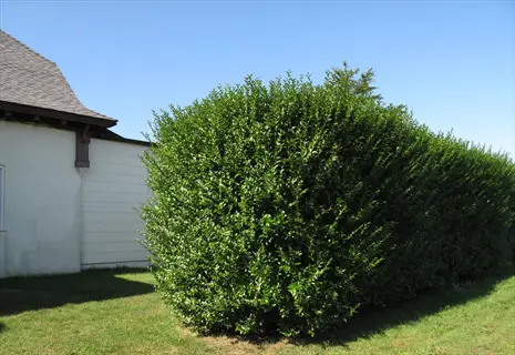 rounded green privet hedge beside a building on a sunny lawn