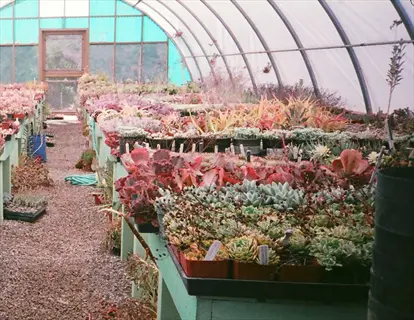 rows of potted succulents in a greenhouse at a succulent specialty nursery
