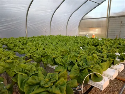 rows of winter lettuce greenhouse beds growing under a plastic tunnel