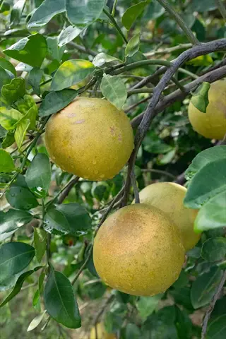 ruby red grapefruit tree with ripe yellow fruit hanging among green leaves