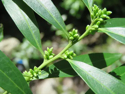 sarcococca sweet box shrub with glossy green leaves and flower buds