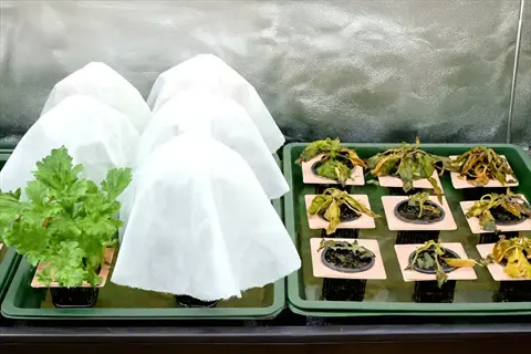 seed starting supplies with covered seedlings and wilted plants in nursery trays