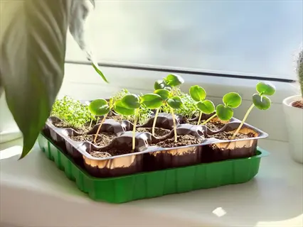 seedlings by a sunny window, plants soaking individual trays on a green base