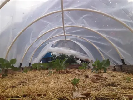 seedlings growing under plastic in a low tunnel hoop garden mulched with straw