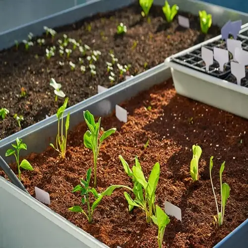 seedlings outdoor acclimation in trays with young plants and labels