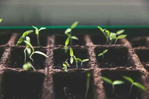 seedlings sprouting in a sowing seeds tray