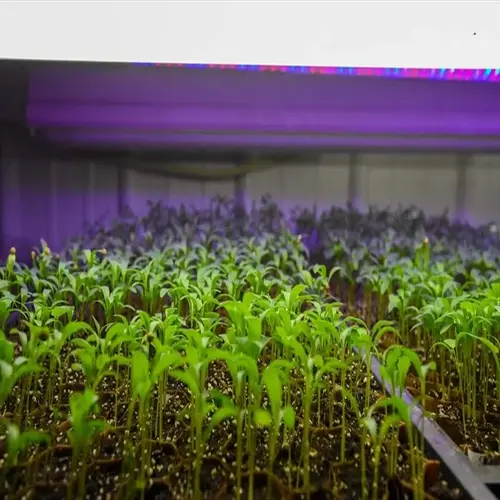 seedlings under grow lights in trays, with purple light illuminating the young plants