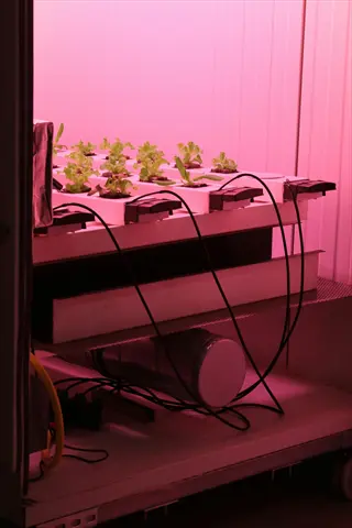 seedlings under grow lights on a hydroponic shelf with pink illumination