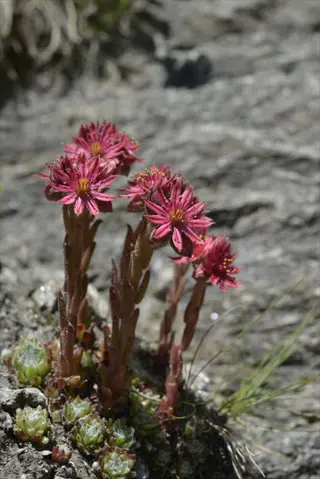 sempervivum calcareum red tips with pink star-shaped flowers growing among rocks