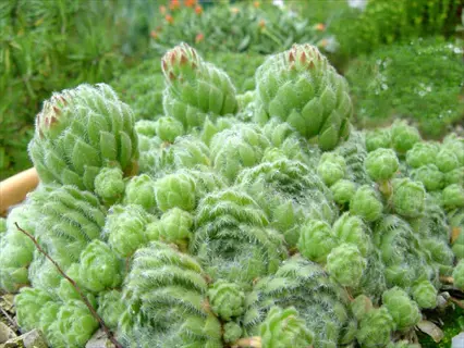 sempervivum ciliosum hairy rosettes with fuzzy green leaves in a garden