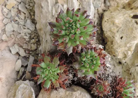 sempervivum oddity with curled green rosettes growing among rocks