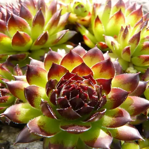 sempervivum rosette closeup with green leaves and burgundy tips