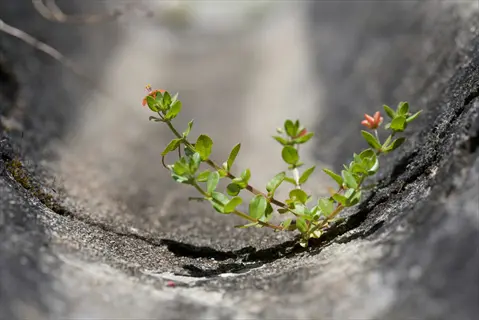 sempervivum stone wall crevice with small green succulent and red-tipped buds